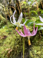 Erythronium