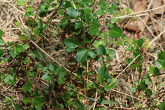 Chenopodium robertianum