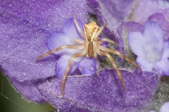 Sidymella trapezia