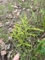 Banksia cunninghamii