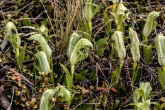 Pterostylis areolata