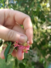 Angiospermae