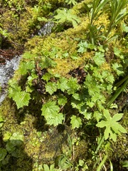 Boykinia occidentalis