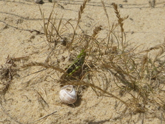 Oedaleus decorus