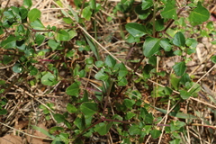 Chenopodium robertianum