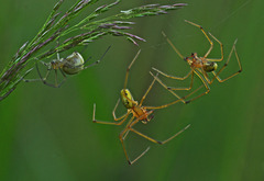 Enoplognatha ovata