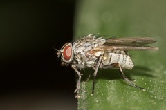 Muscidae