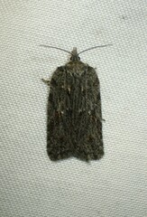 Acleris maximana