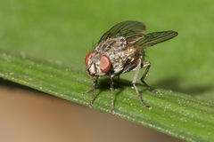 Muscidae