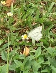 Appias libythea olferna