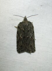 Acleris maximana
