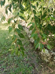 Angiospermae