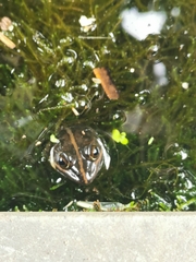 Amietia fuscigula