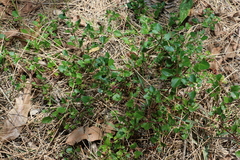 Chenopodium robertianum
