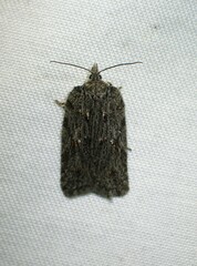 Acleris maximana