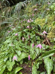 Erythronium revolutum