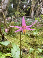 Erythronium revolutum