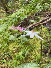 Erythronium revolutum