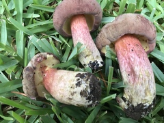 Boletus patrioticus