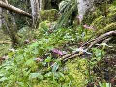 Erythronium revolutum