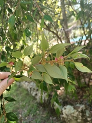 Angiospermae