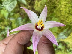 Erythronium revolutum