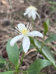 Clematis gentianoides
