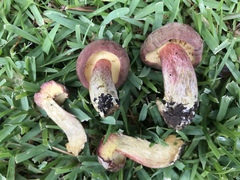Boletus patrioticus
