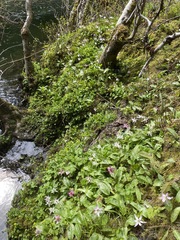 Erythronium revolutum