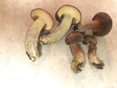 Boletus patrioticus