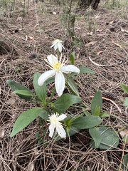 Clematis gentianoides