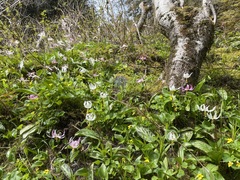 Erythronium revolutum