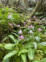 Erythronium revolutum