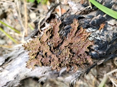 Pseudocyphellaria holarctica