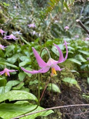 Erythronium revolutum