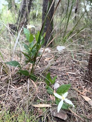 Clematis gentianoides