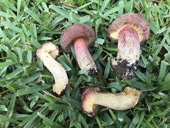Boletus patrioticus