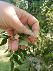 Angiospermae