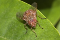 Calliphora ochracea
