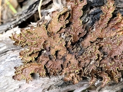 Pseudocyphellaria holarctica
