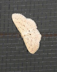 Idaea punctatissima