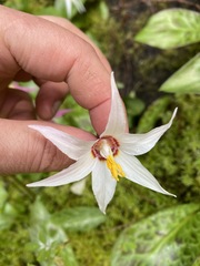Erythronium revolutum