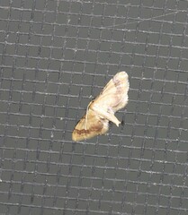 Idaea trypheropa