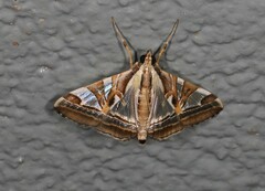 Agrioglypta itysalis