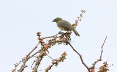 Saltator grandis