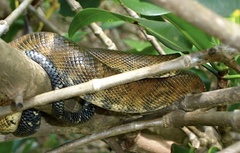 Corallus ruschenbergerii