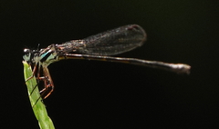 Coenagrionoidea