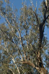 Eucalyptus coolabah