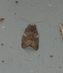 Archigargetta amydra