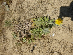 Hieracium eriophorum
